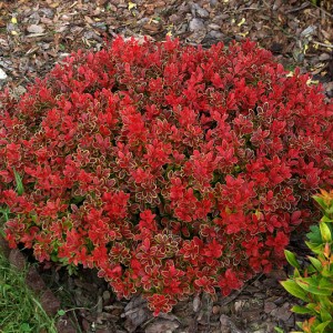 Барбарис Адмирейшн