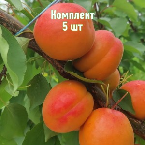 Комплект 5шт / Абрикос Муса