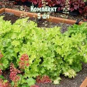 Комплект 5шт / Гейхера зеленолистная Лайм Раффлз