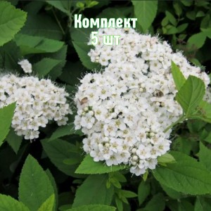 Комплект 5шт / Спирея гибридная Фрица