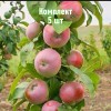 Комплект 5шт / Яблоня Августина (колоновидная): фото и описание