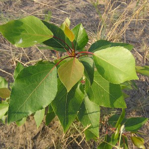 Тополь Пирамидальный (сеянец до 20 см)