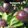 Комплект 5шт / Алыча Клеопатра (Средняя/Фиолетовая): фото и описание